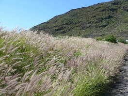 Pennisetum setaceum_E_Ojeda_Land_